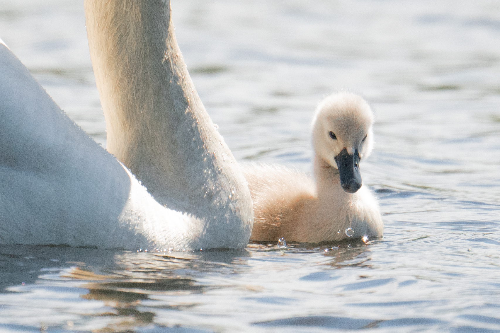 jessica-berke-tierfotografie